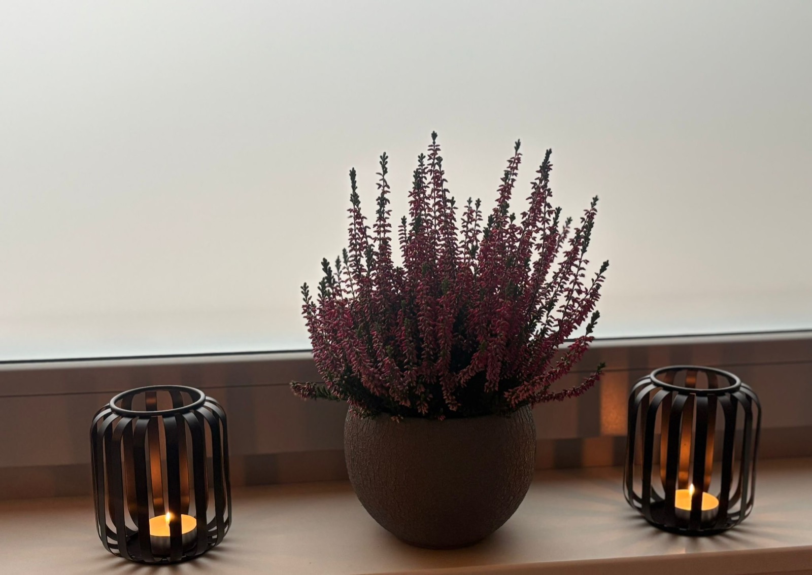 Heidepflanze mit Windlichtern am Fenster